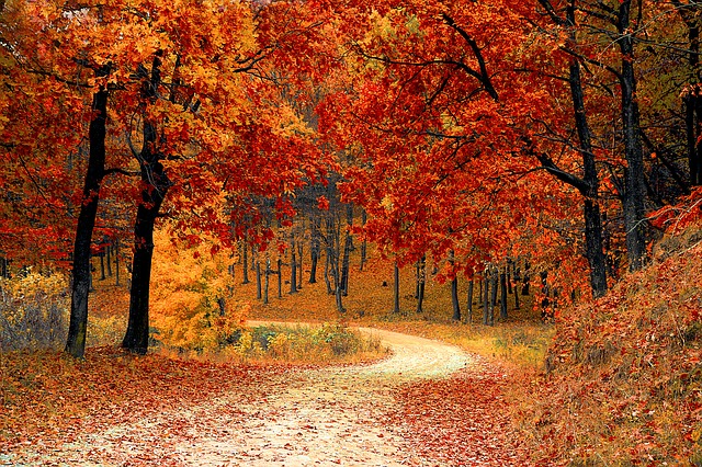 Fall foliage in Connecticut