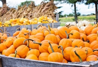 New England fall festivals 2019