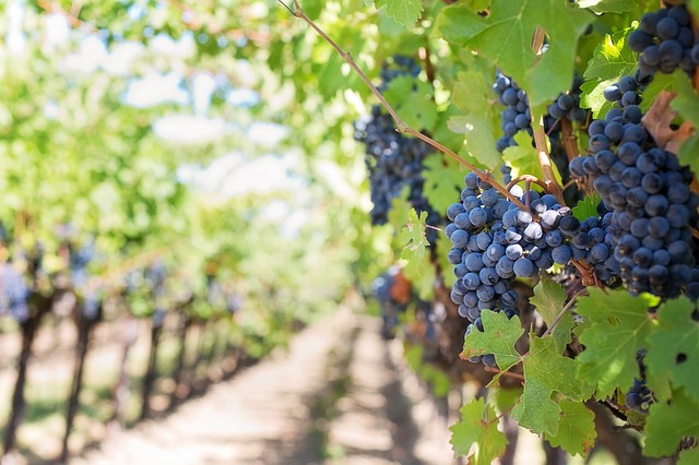 Touring Connecticut vineyards - purple wine grapes